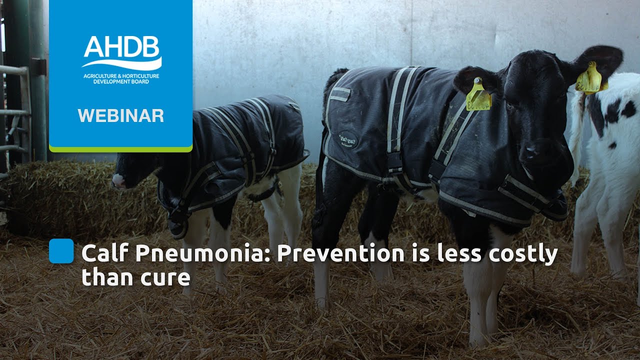 Calf Pneumonia: Prevention is less costly than cure