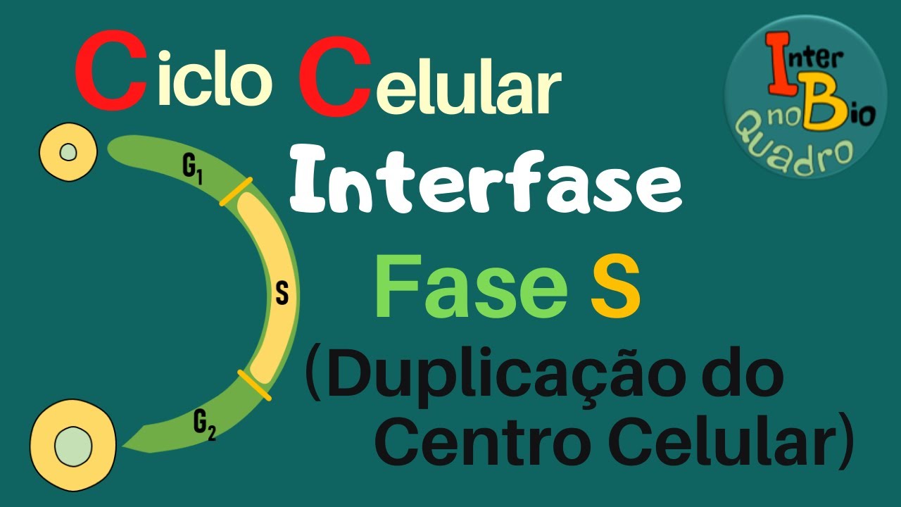 Ciclo Celular: Interfase - Fase S (Duplica&ccedil;&atilde;o do Centro celular)