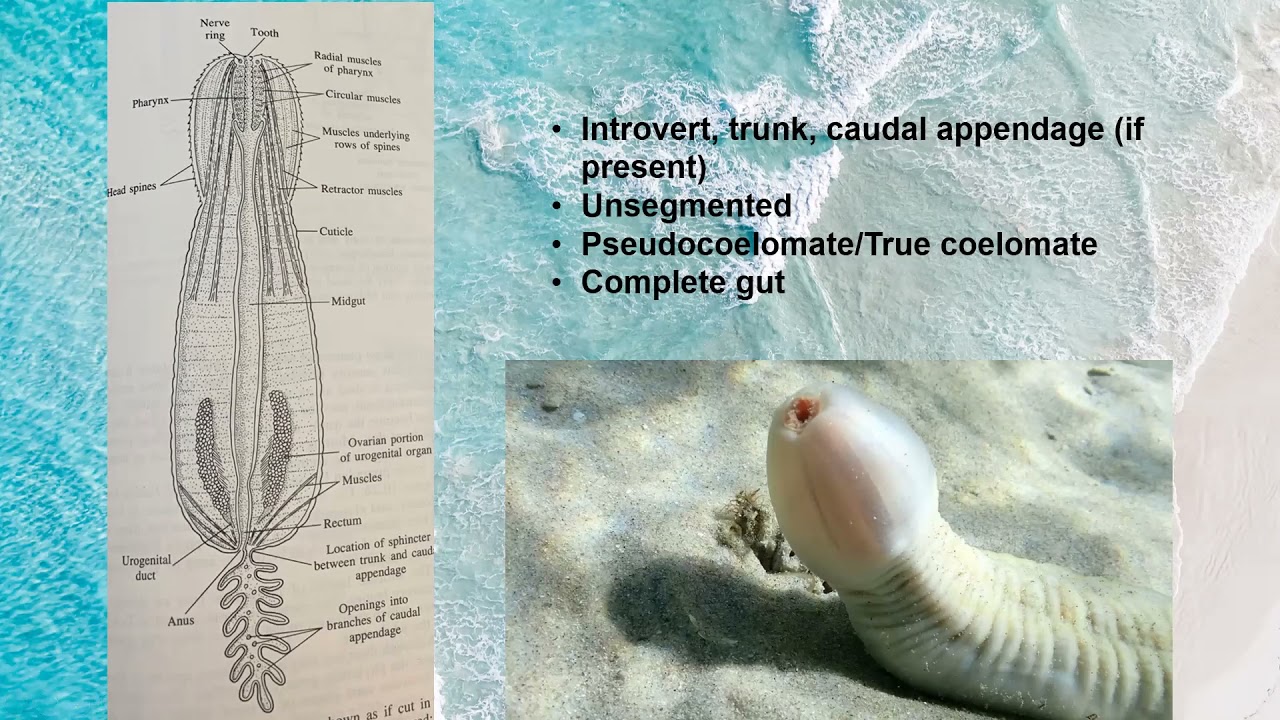 Invertebrate: Phylum Priapulida presentation