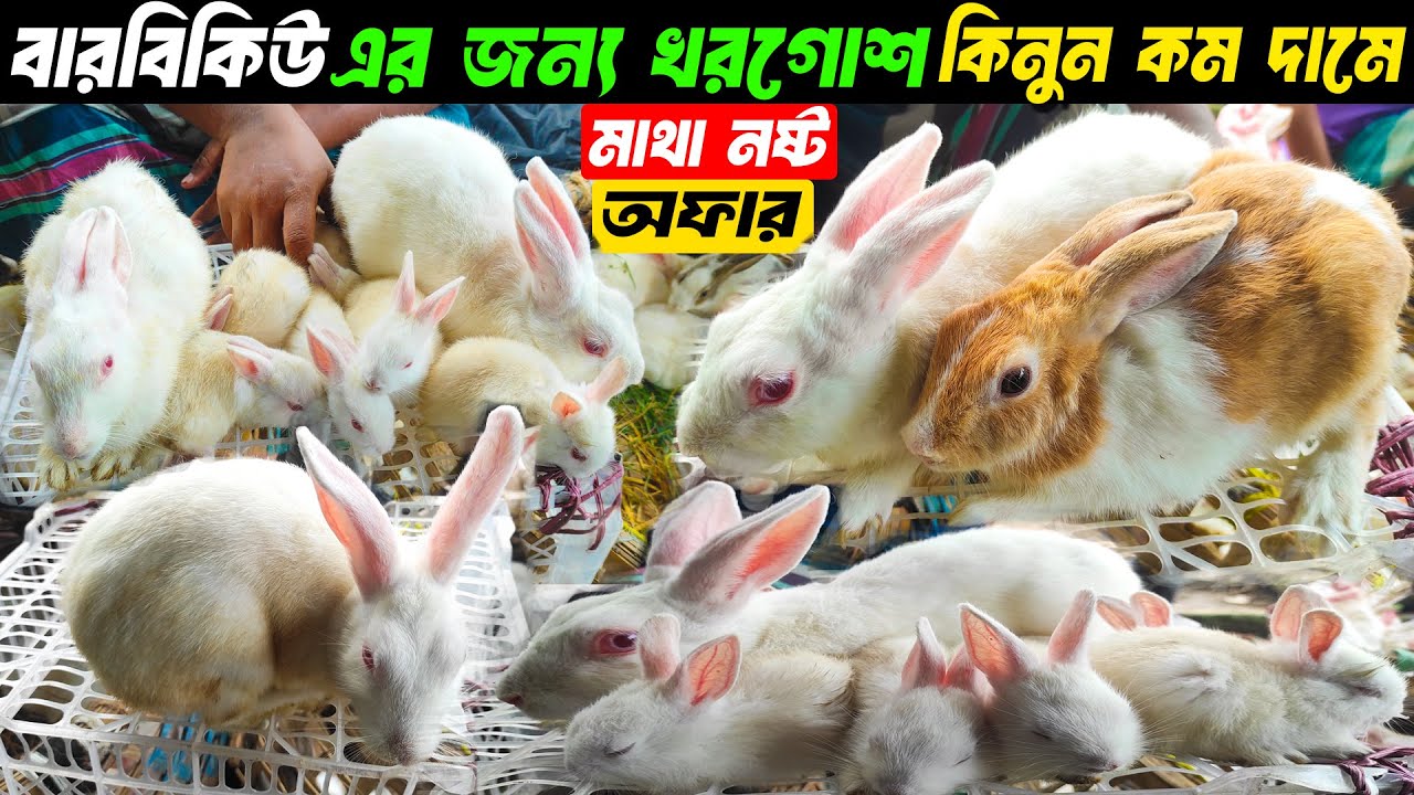 বারবিকিউ এর জন্য খরগোশ কিনুন সবচেয়ে কম দামে । Rabbit Price in Bangladesh 2025 । Barbeque Rabbit