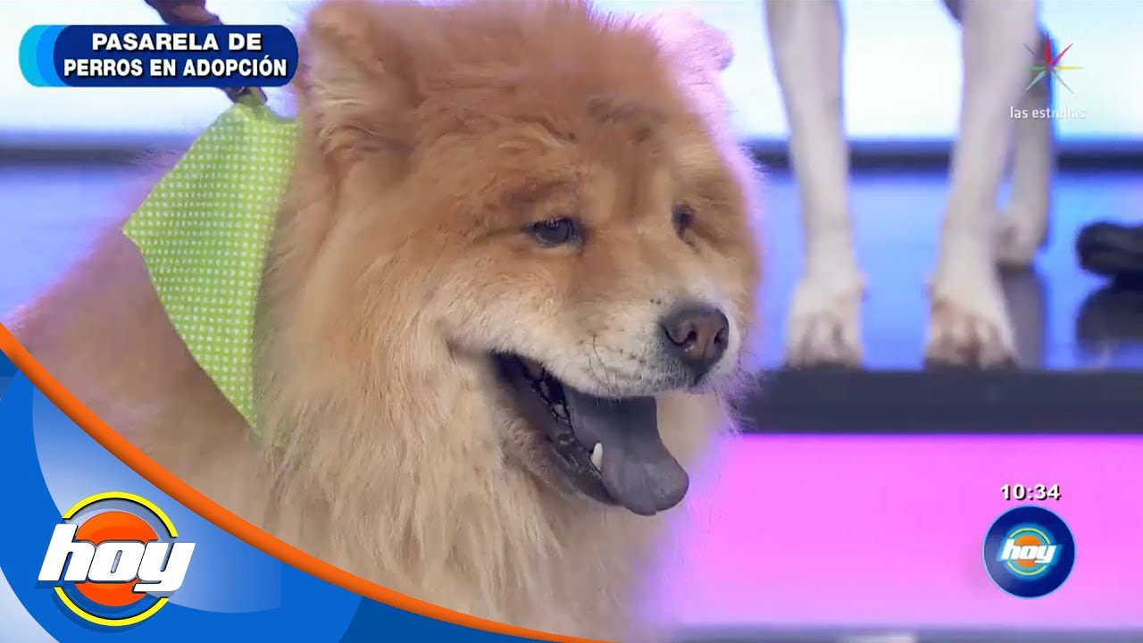 Pasarela de perros en adopci&oacute;n | Hoy