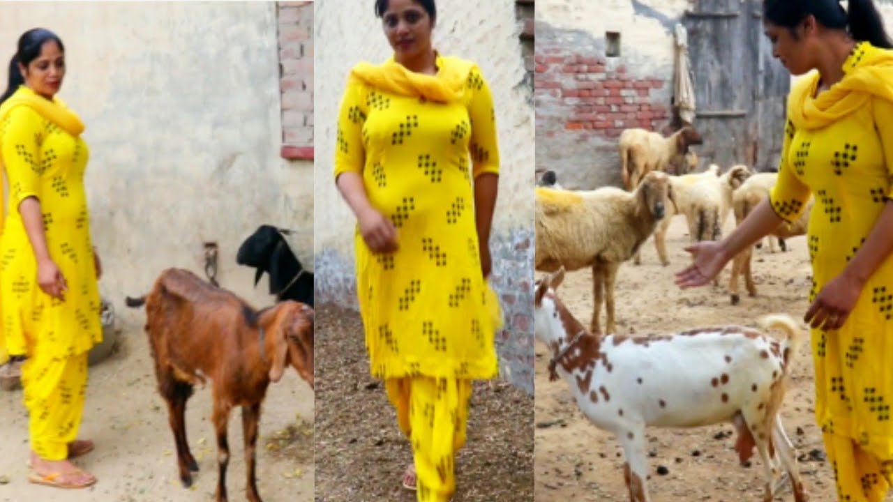 Village Life in Punjab || INDIA ||