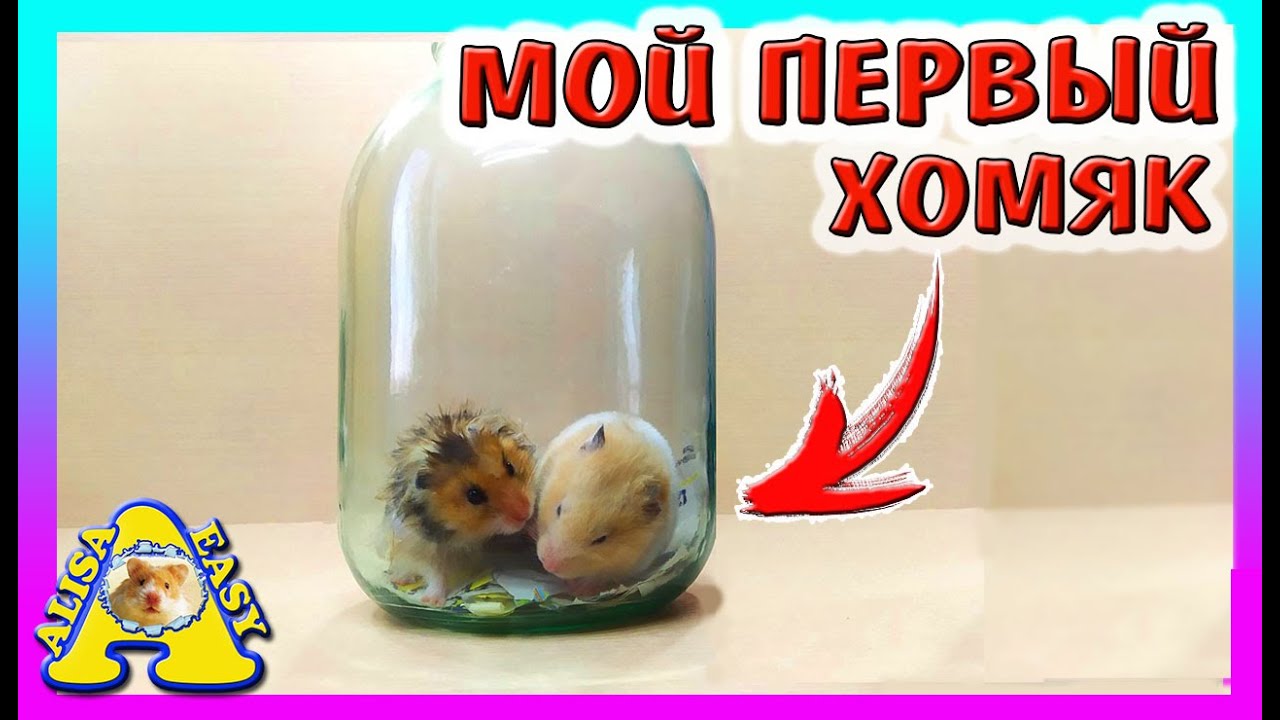 МОЙ ПЕРВЫЙ ХОМЯК / КАК ЕГО ЗВАЛИ? / ОШИБКИ В СОДЕРЖАНИИ ХОМКИ / Alisa Easy Pets