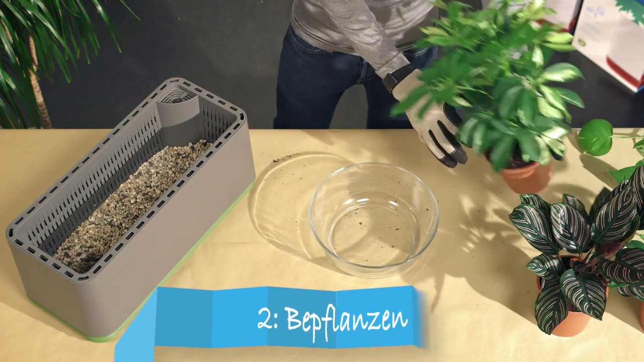 Wie bepflanze ich meine AIRY box?