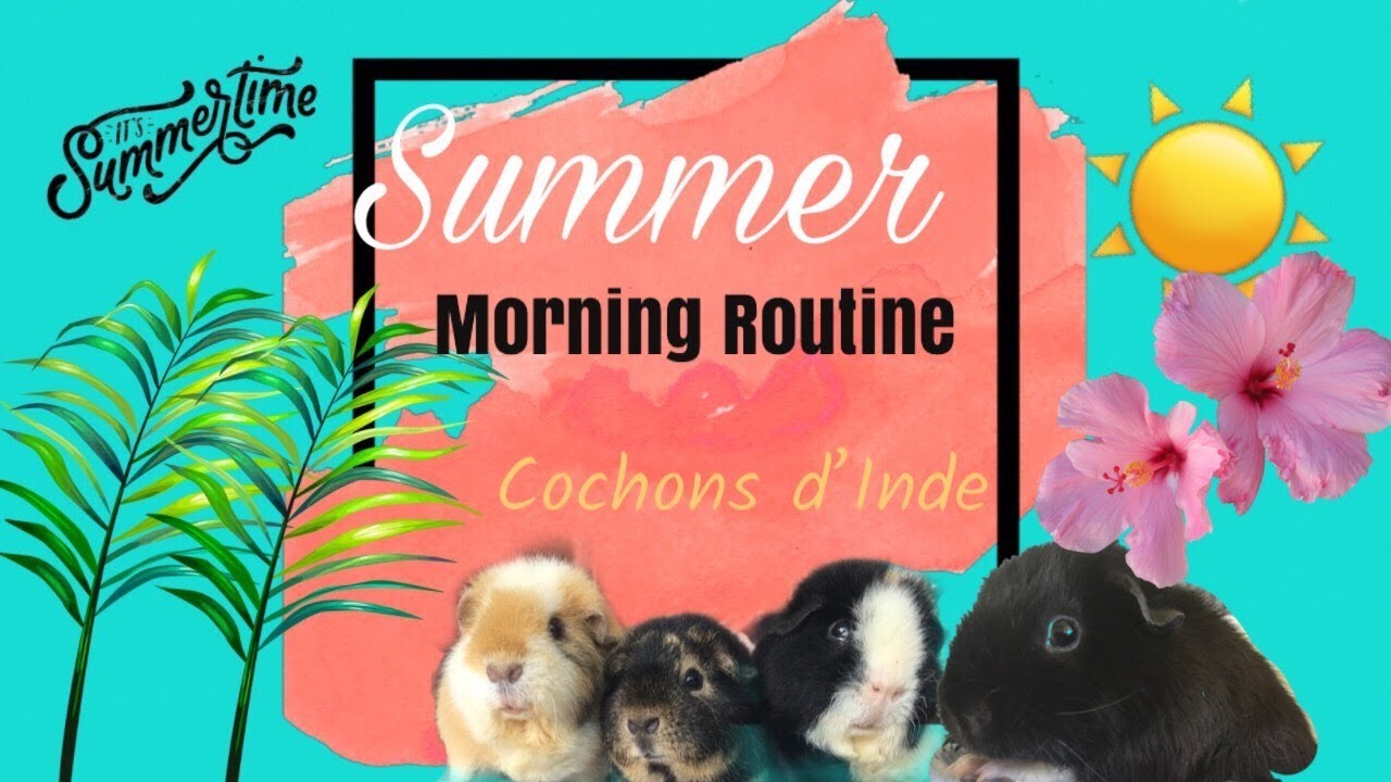 [Routine] du matin avec mes cochons d’Inde