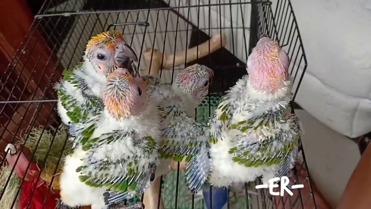 Baby Sunconure 1,5Month up  Jakarta, Indonesia