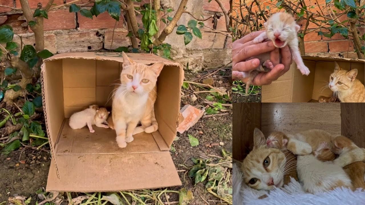 Пытаюсь спасти кошку-треножку с шестью новорожденными котятами.