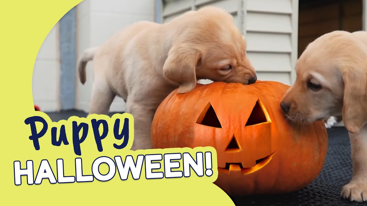 Pumpkin Puppies at Halloween! | Guide Dogs Puppy Playtime