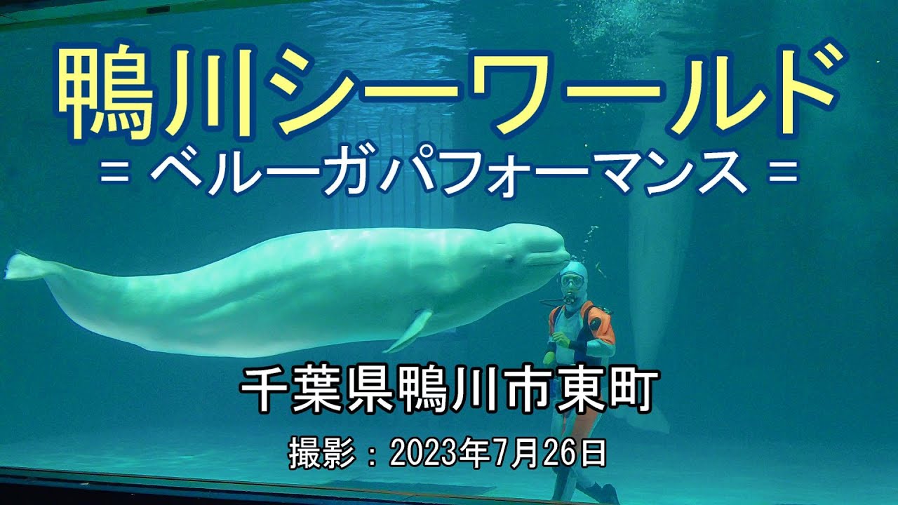 鴨川シーワールド = ベルーガパフォーマンス = [4K] Kamogawa Sea World = Beluga Performance =