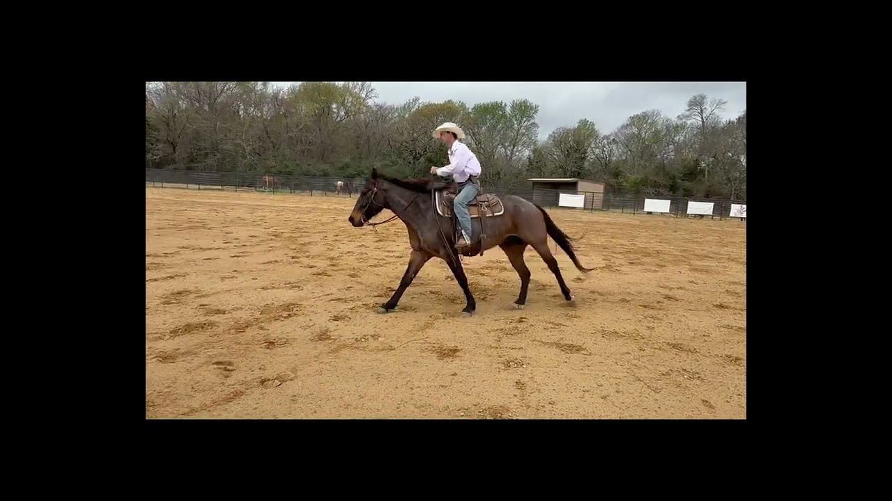 CBF A Smoky Starlite- 2021 Bay Roan gelding