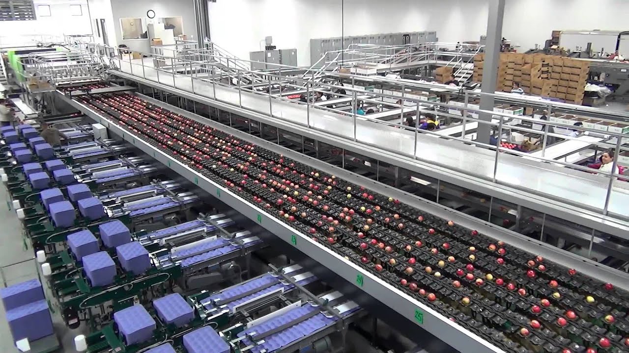 GREEFA - Columbia Reach Pack - GeoSort 10 lane sorting and packing line for apples in the USA