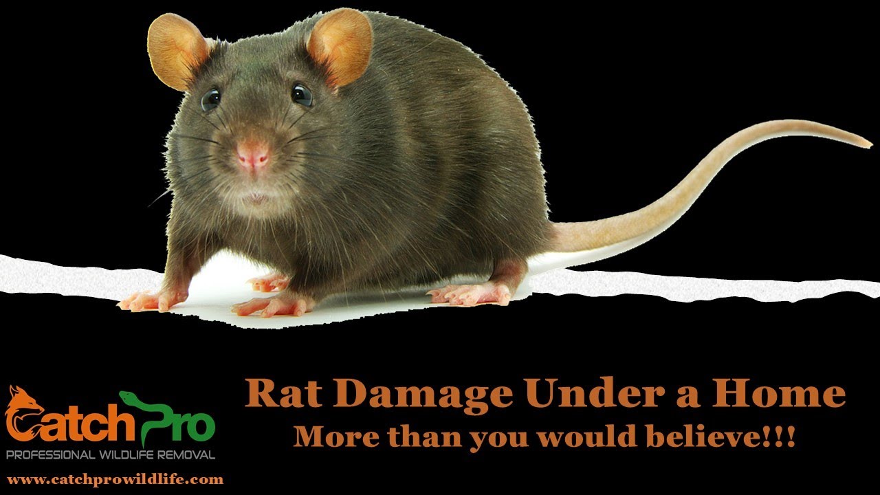 Rat Exterminator - CatchPro Wildlife, Madison Georgia