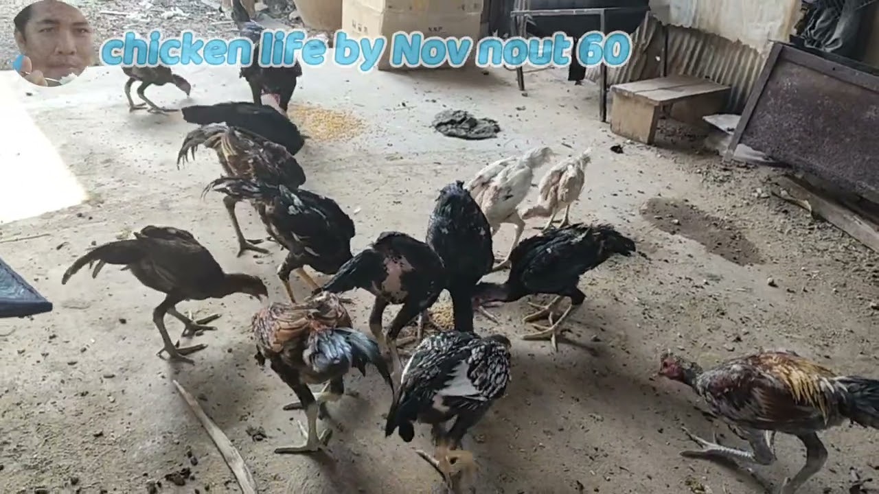 Giving Our Flocks Their Complete Chicken Feed 60.