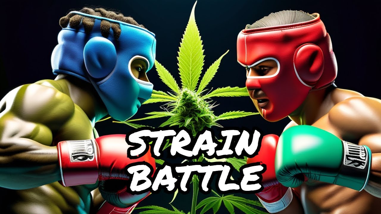 Cannabis Strain Showdown: Indica vs. Sativa