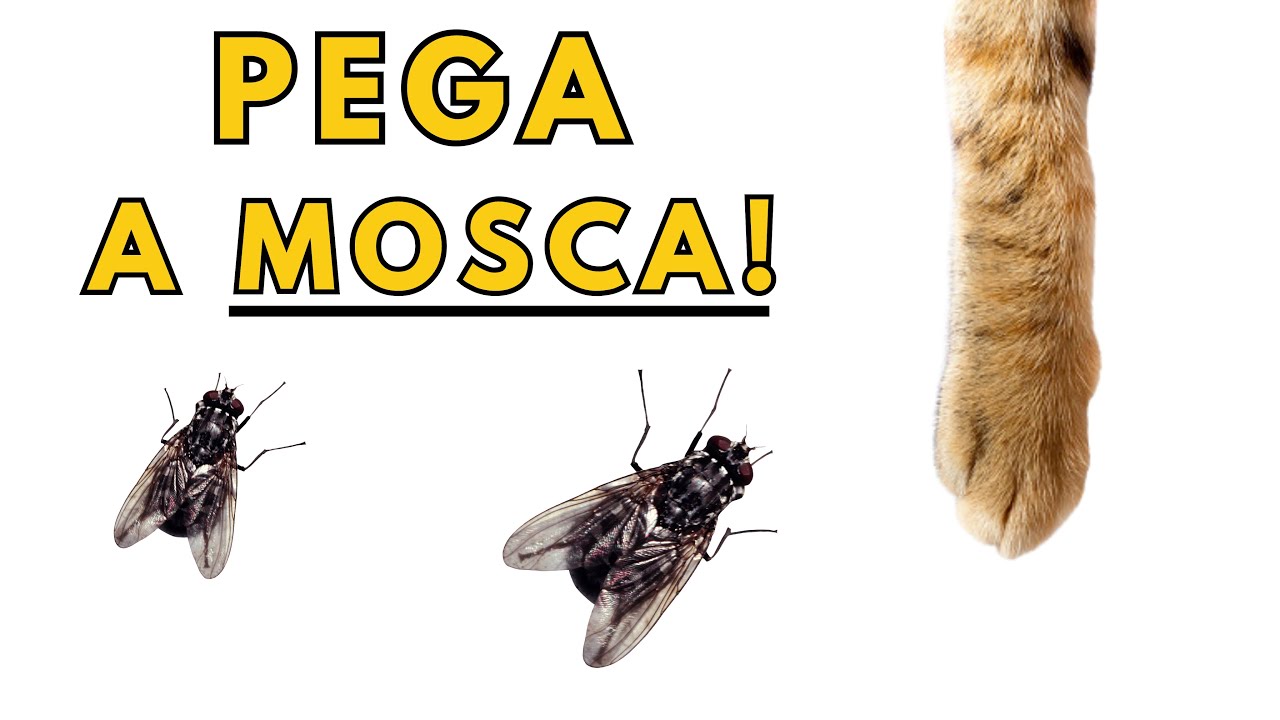 🪰Moscas Voando Na Tela [Jogos para Gatos Brincar]✅
