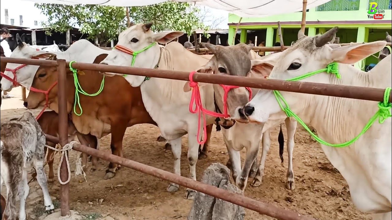 बिहार का मशहूर पशु मंडी से गंगातीरी साहिवाल हरियाणा नस्ल की दुधारू गाय देखिए | Chausa Pashu Mandi