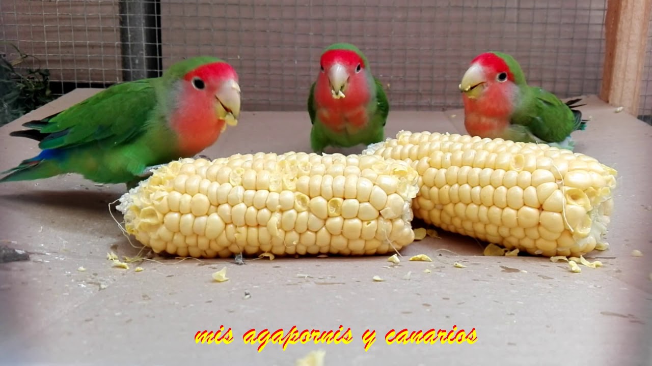 Agapornis (lovebirds, inseparables) comiendo choclo