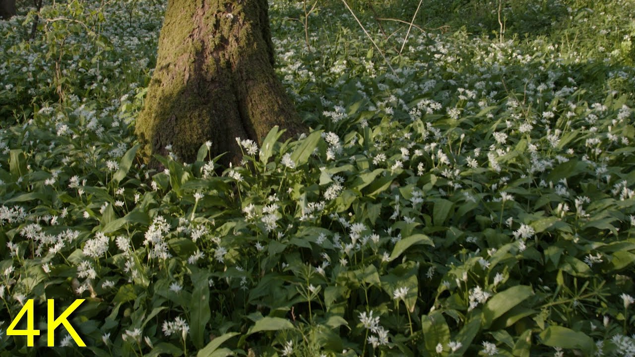 B&auml;rlauch/ Wild Garlic - April 2020: Lots of blooming Wild Garlic is covering the Ground
