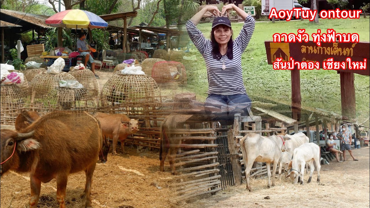 EP.46#แอ่วกาดงัว ทุ่งฟ้าบด สันป่าตองเชียงใหม่