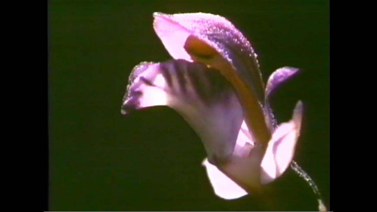 Wildlife Showcase (BBC) 1990