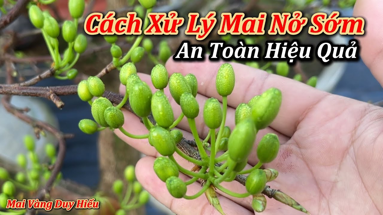 Cách Xử Lý Mai Nở Sớm An Toàn Hiệu Quả - Mai Vàng Duy Hiêu