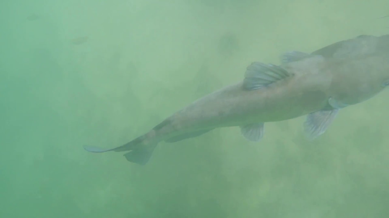 Snorkeling with Catfish in Lake Mead (Full Length) by Life in Nevada