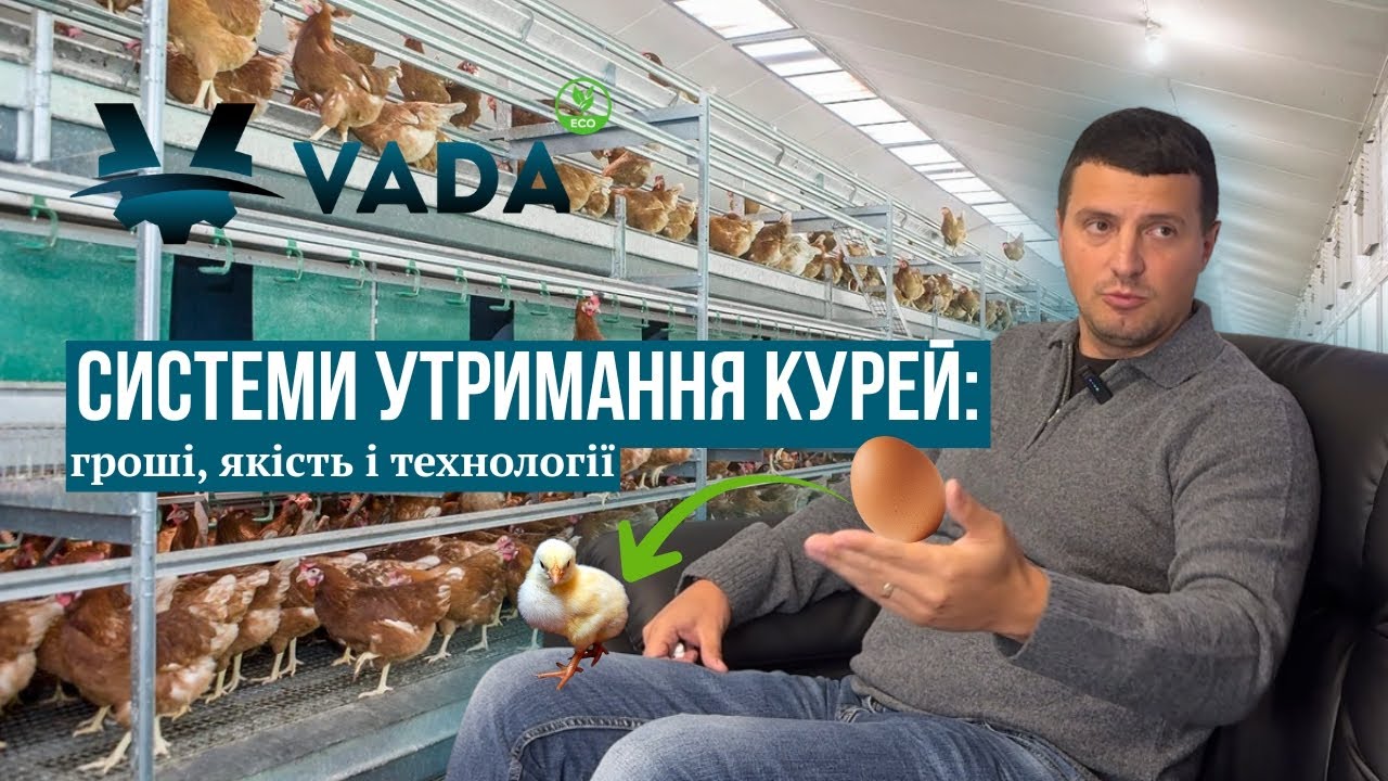 Системи утримання курей: гроші, якість і технології