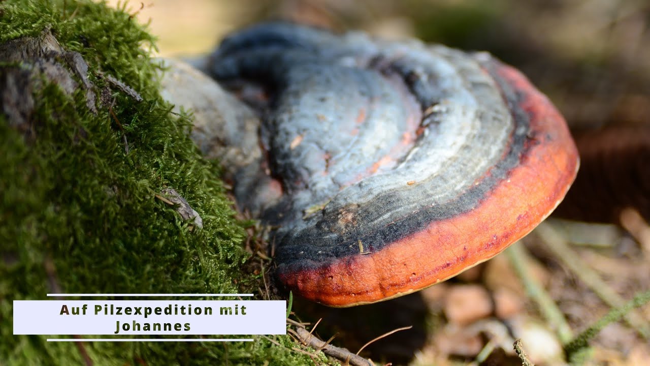 Pilzexpedition mit Johannes - Rotrandiger Baumschwamm - Pilz - Vitalpilz