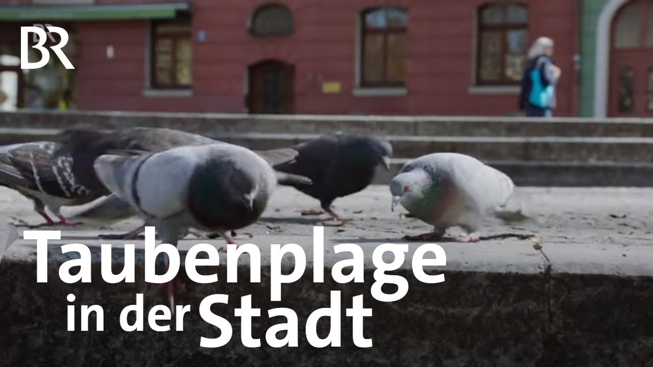 Taubenplage in der Stadt | Stationen | BR