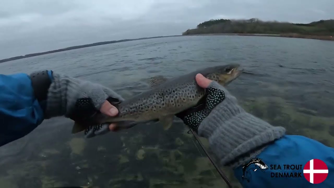 Sea Trout Denmark - Mariager Fjord, pludselig er der havørreder hele vejen rundt.