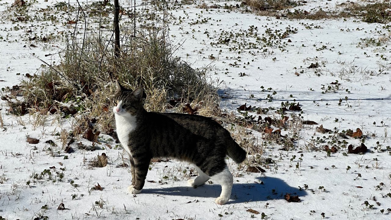 A Walk With Lomein - Winter Storm 2026