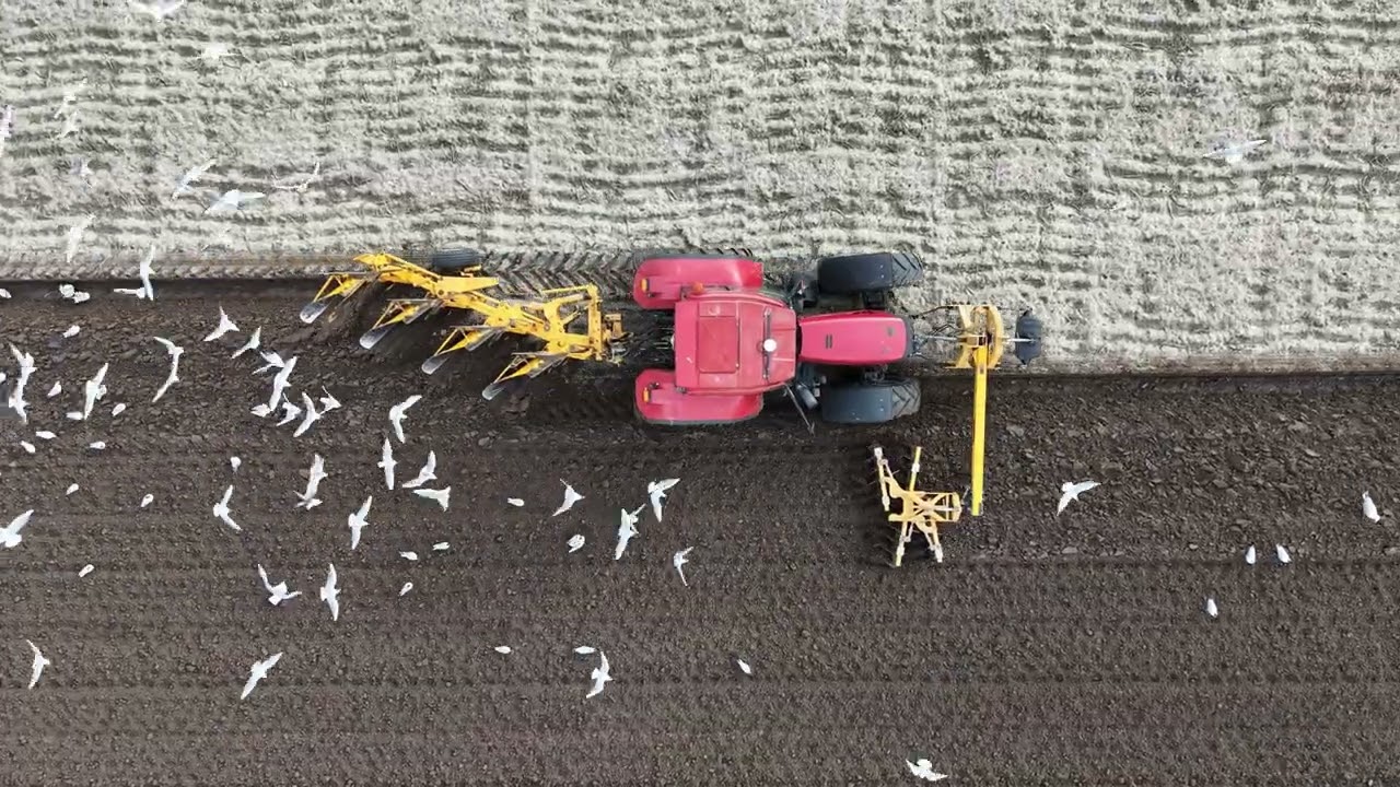 Plowing in the Netherlands, Zeeland, March 2026