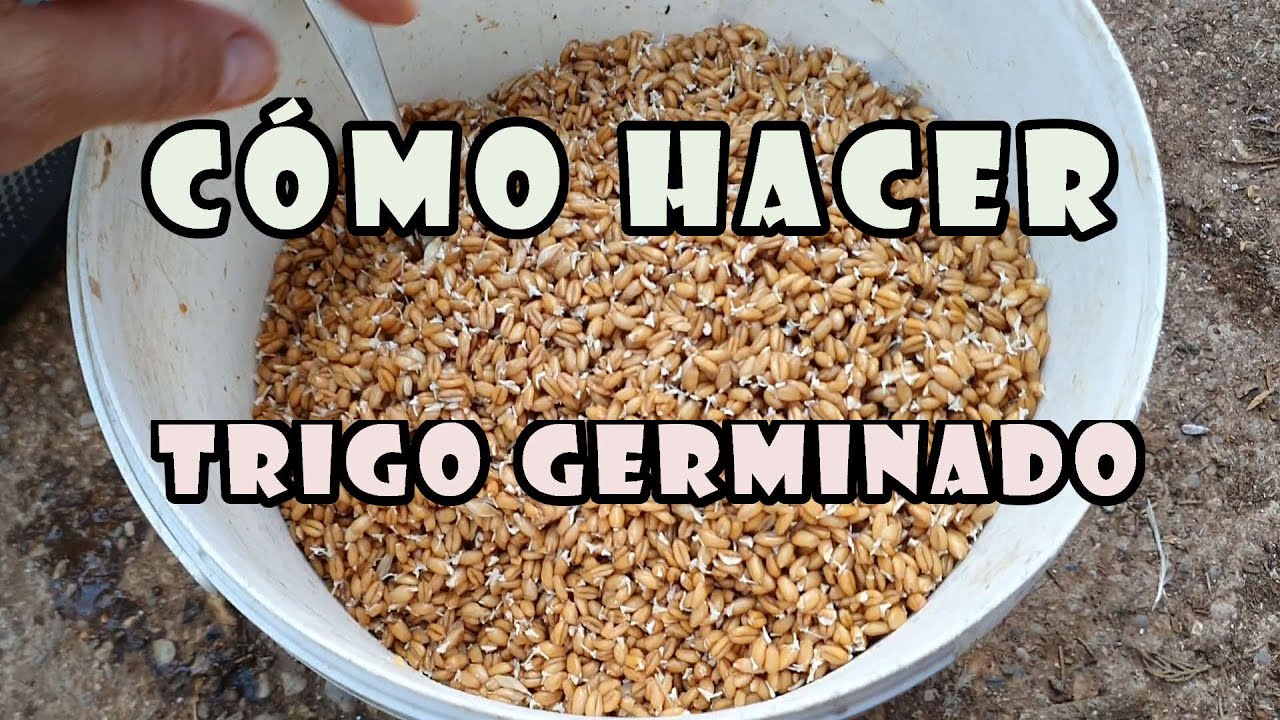 Cómo Hacer TRIGO Germinado de una forma Fácil y Cómoda para alimentación de canarios u otras aves.