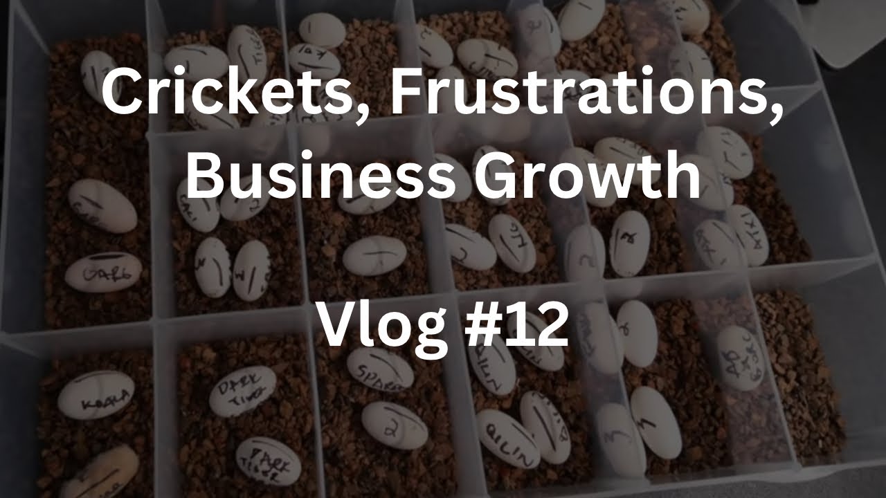 Crickets, Frustrations, Business Growth | Vlog #12 of Zero's Geckos