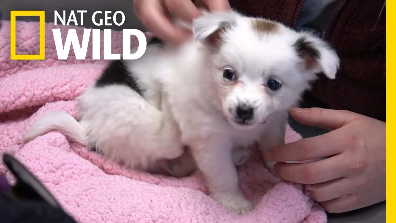 A Small Puppy Gets a Check-Up | The Incredible Dr. Pol