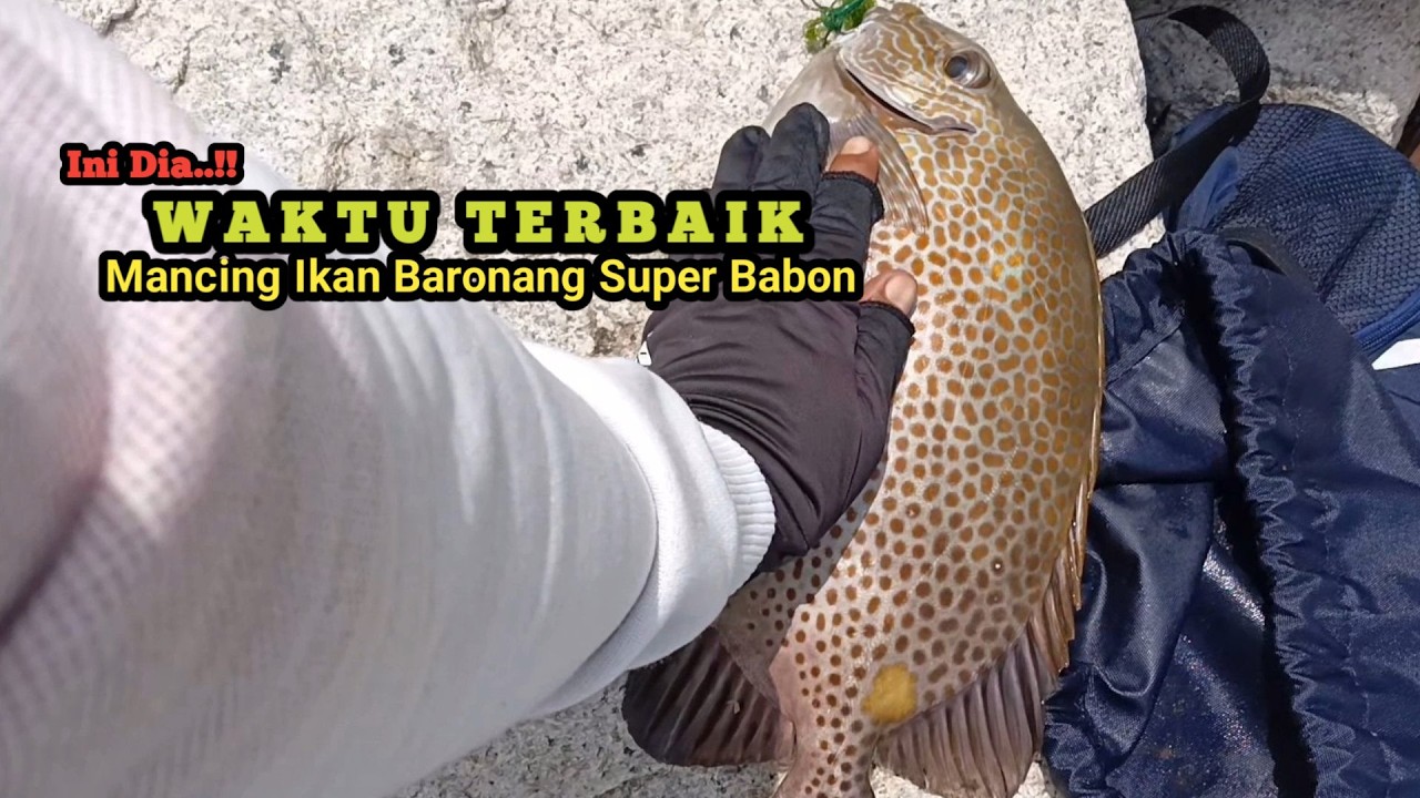 Waktu Terbaik Mancing Ikan Baronang Super Besar Pakai Joran Tegek Di Spot Pinggiran