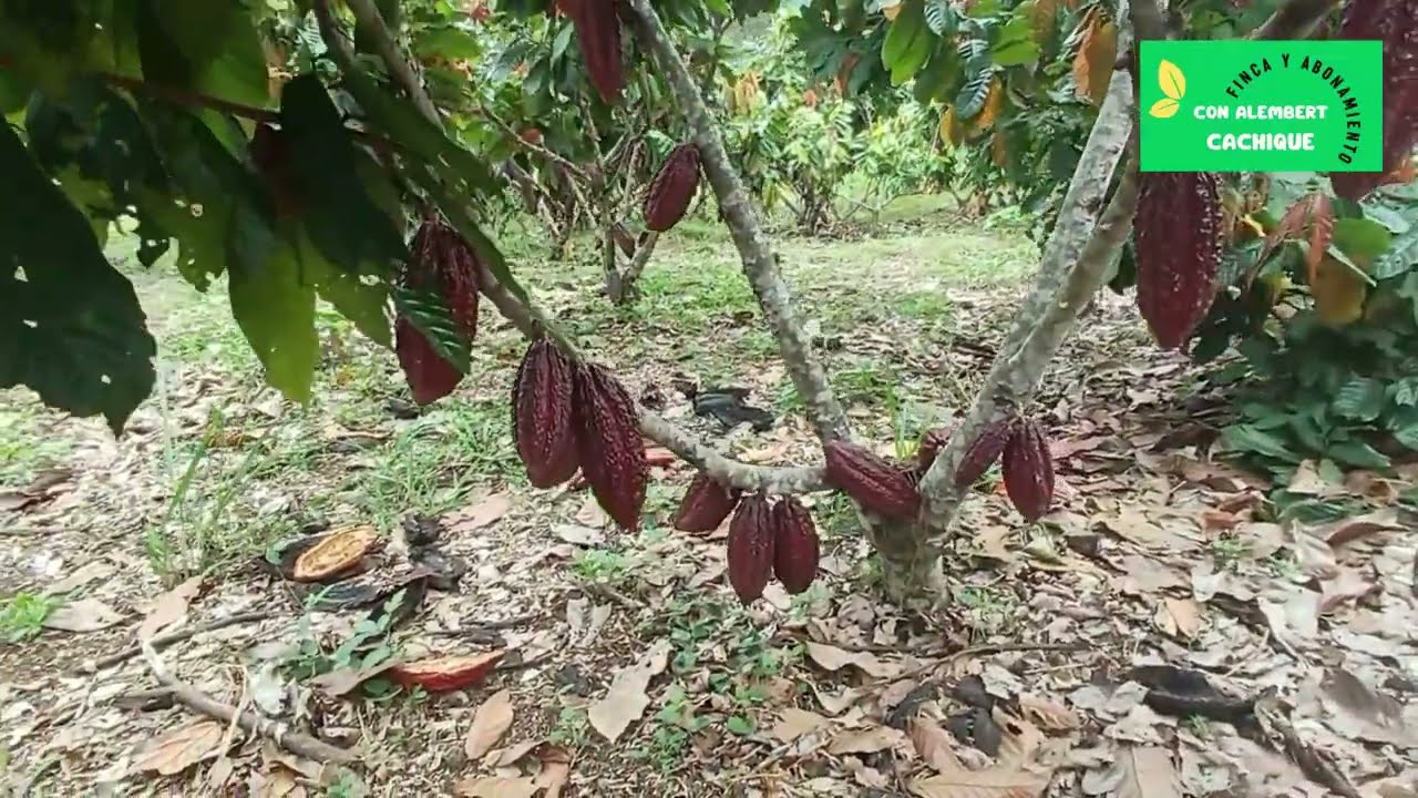 Cacao finos arom&aacute;ticos  - A&ntilde;o 01 y ya tenemos excelente resultados.