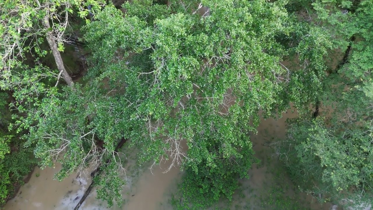 Back Yard After Hard Rain 05 02 2024