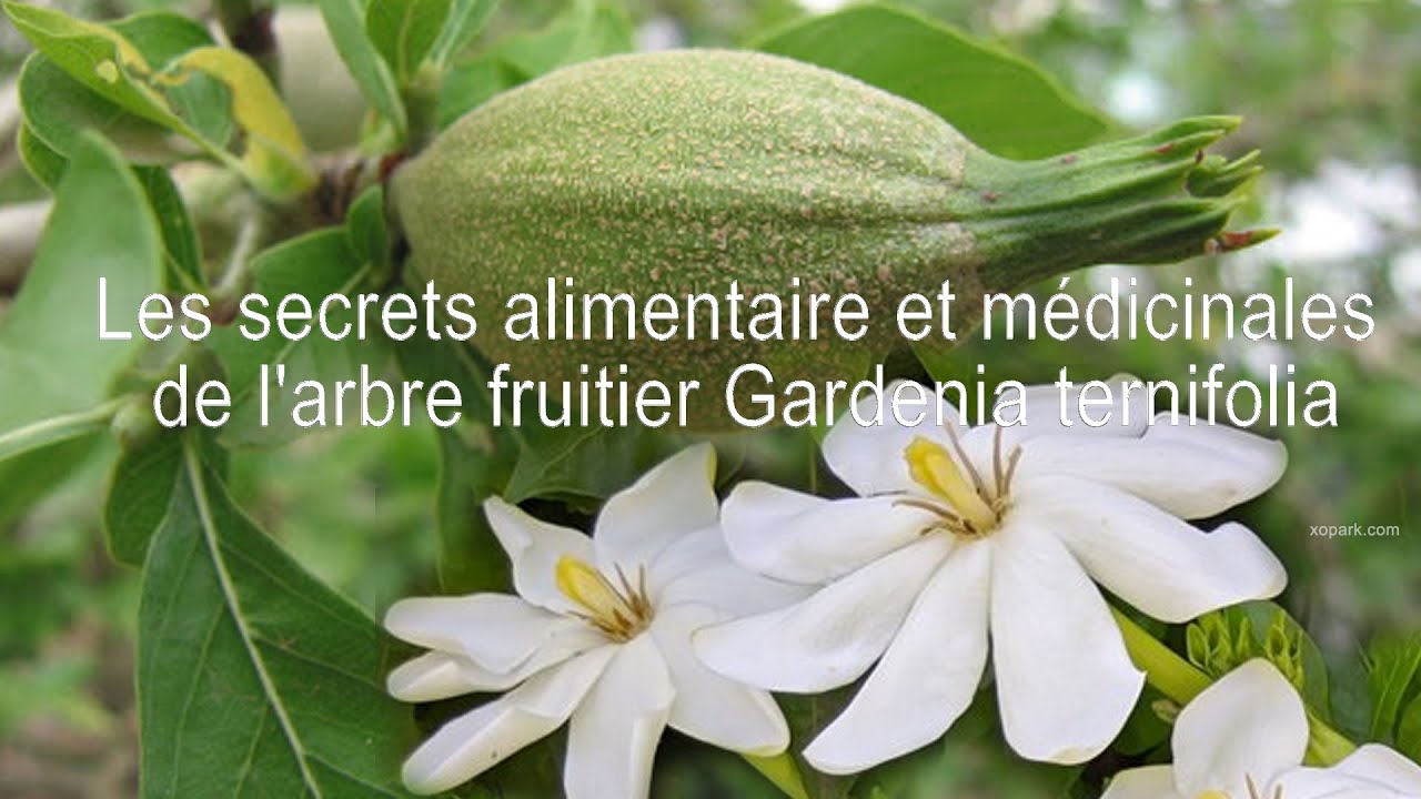 Les secrets alimentaires et médicinales de l'arbre fruitier Gardenia ternifolia