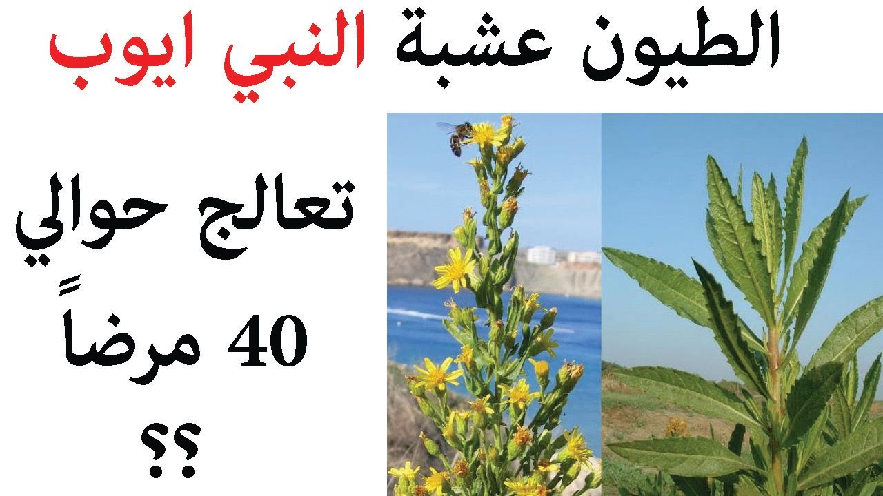 الطيون عشبة النبي ايوب التي تعالج حوالي 40 مرضاً، اكتشف معنا