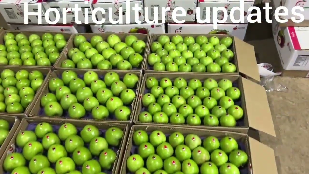 Granny Smith Apple market in malls rate 350  per kg....