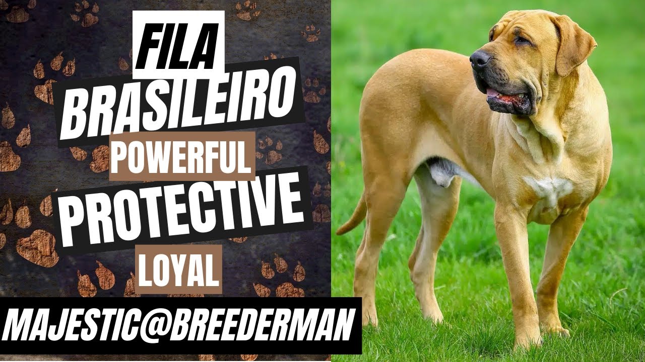 The Fila Brasileiro | Brasilian Mastiff