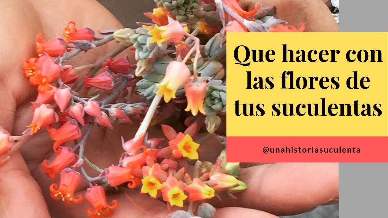 👩🏼‍🌾¿Debo cortar las flores de mis Echeverias? TIPS 🌿