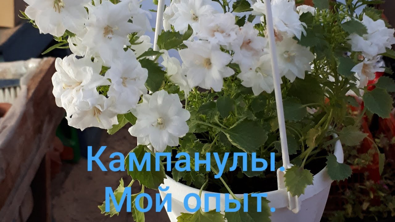 Перевалка черенков кампанул. Мои некоторые наблюдения и секреты 😉😁!