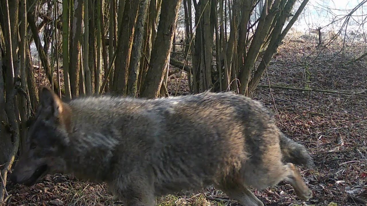 Przyroda z ukrycia, odc. 73: Kolejny wilk uchwycony w fotopułapce.