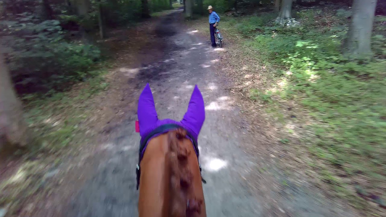 SGW Dijkgatbos 2019. Klasse B paarden