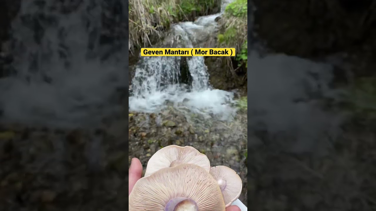 Geven Mantarı ( Mor Bacak )