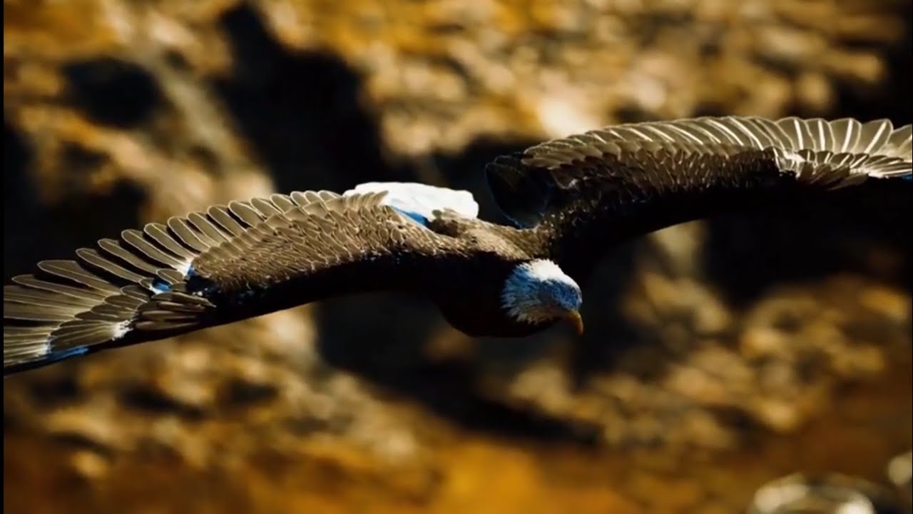 [ HINO NOVO ] Voar como Águia