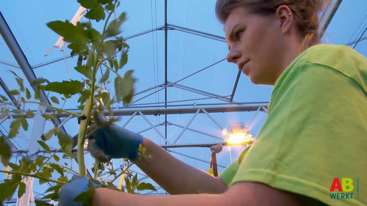 AB Werkt Instructievideo | Tomatenteelt | Nederlands