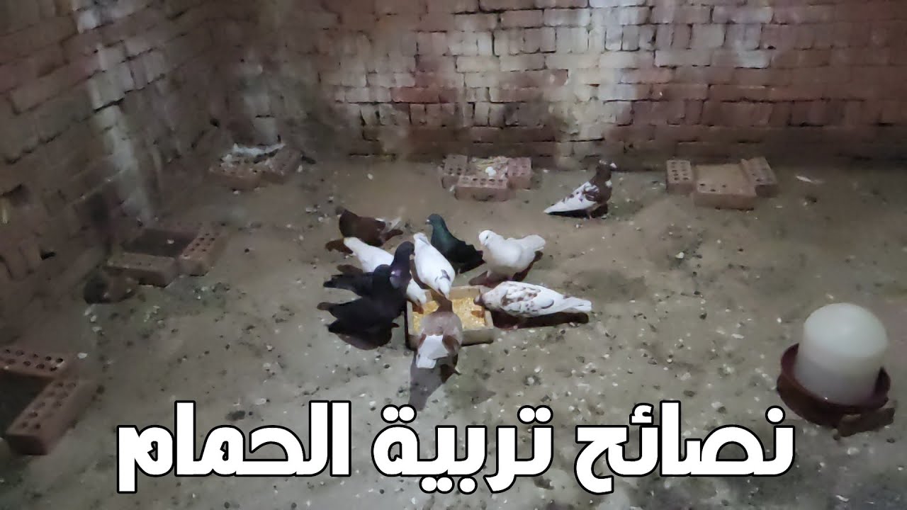 تربية الحمام السايب في غرفة مغلقة